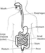Inflammatory Bowel Disease inflammatory bowel disease