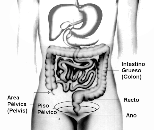 Cambios en el Control de los Esfínteres por el Parto Cambios en el Control