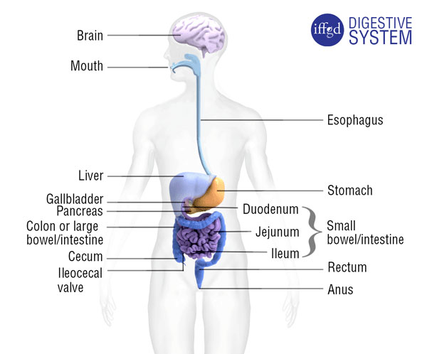 The Digestive System The digestive system